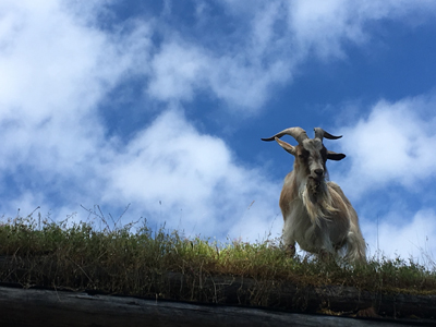 goats on roof in coombs